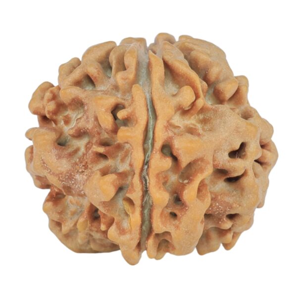 1MK(Underdeveloped) 23mm 3.92gm - Rudraksha