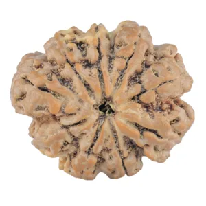 9 Mukhi Rudraksha 31.5mm 6.41gm - Rudraksha
