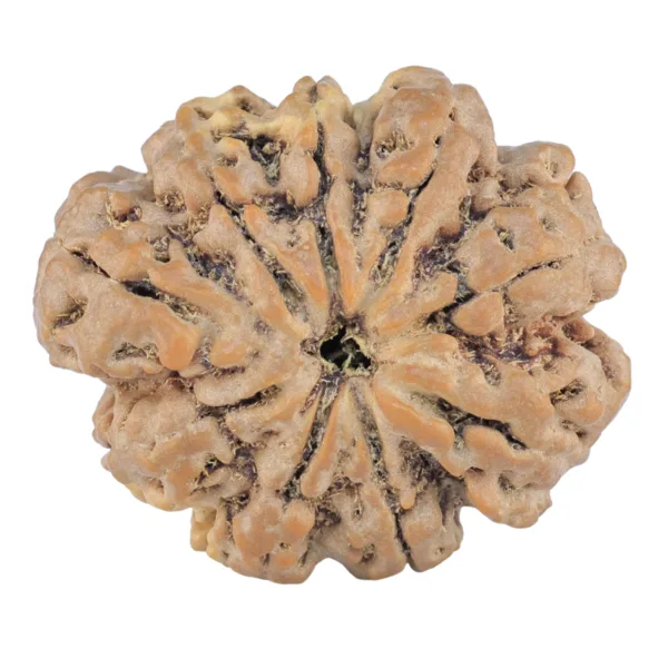 9 Mukhi Rudraksha 31.5mm 6.41gm - Rudraksha