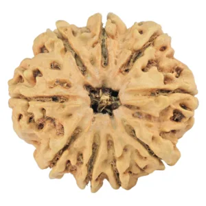 9 Mukhi Rudraksha 26.3mm 3.77gm - Rudraksha