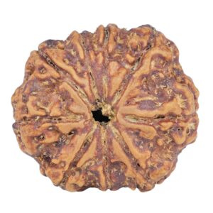 9 Mukhi Rudraksha 25.4mm 4.45gm - Rudraksha
