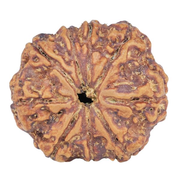9 Mukhi Rudraksha 25.4mm 4.45gm - Rudraksha