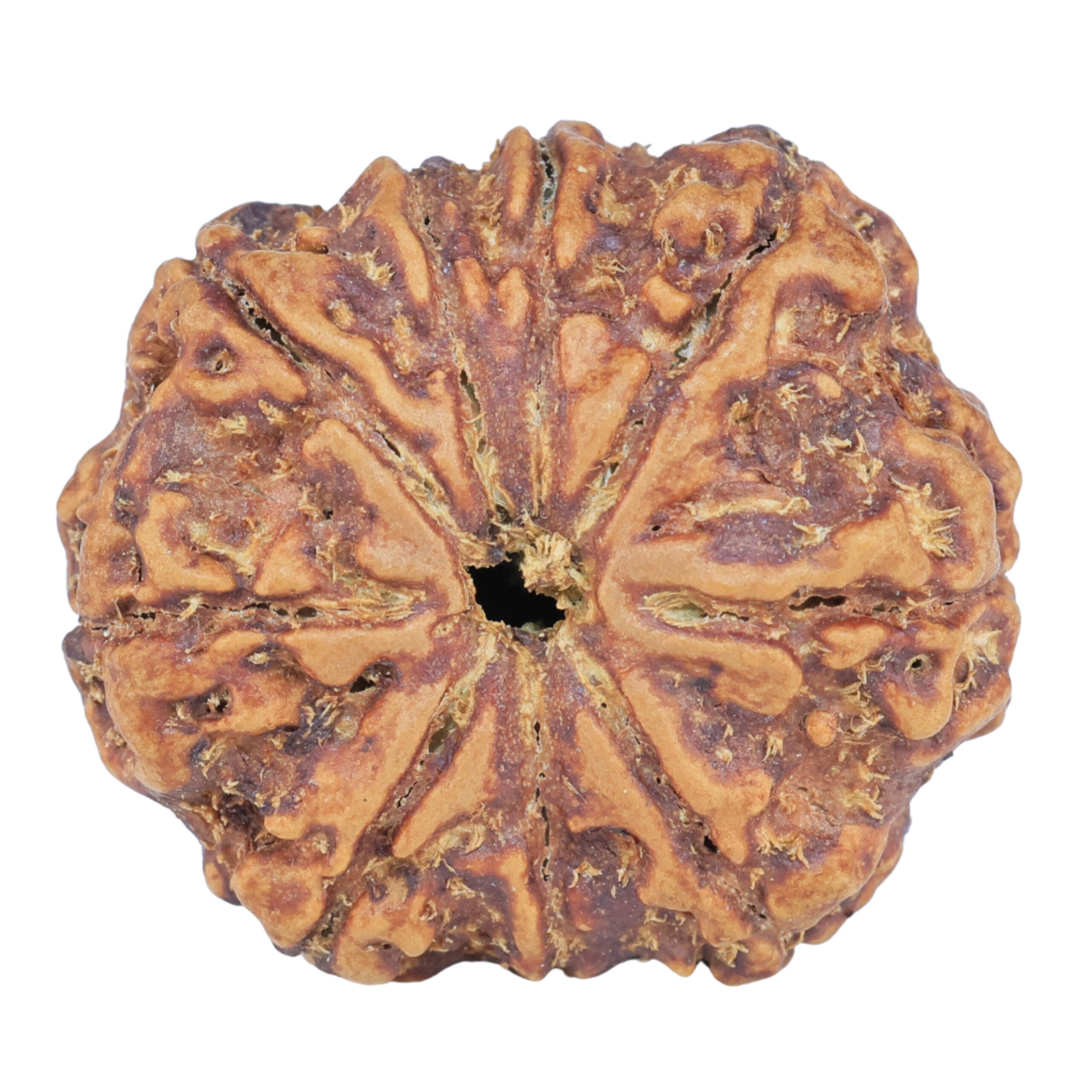 9 Mukhi Rudraksha 25.4mm 4.45gm - Rudraksha