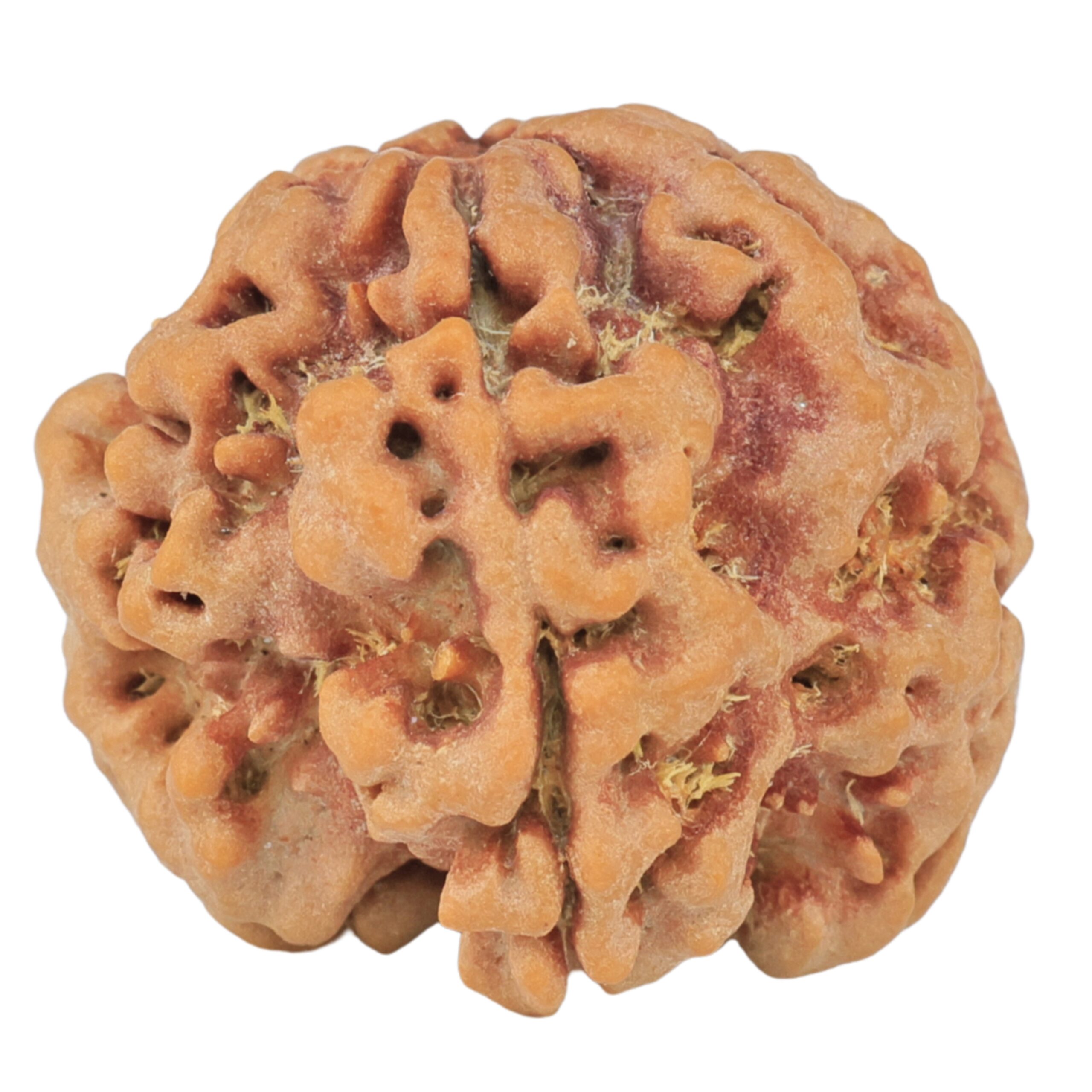 1MK(Underdeveloped) 22.6mm 3.85gm - Rudraksha