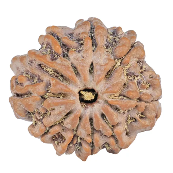 9 Mukhi Ganesh 23.1mm 4.14gm - Rudraksha