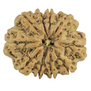 10 Mukhi Rudraksha 28mm 5.4gm - Rudraksha