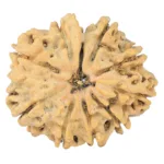 10 Mukhi Ganesh 25.3mm 2gm - Rudraksha