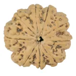 9 Mukhi Rudraksha 28.2mm 5.88gm - Rudraksha
