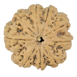 9 Mukhi Rudraksha 28.2mm 5.88gm - Rudraksha
