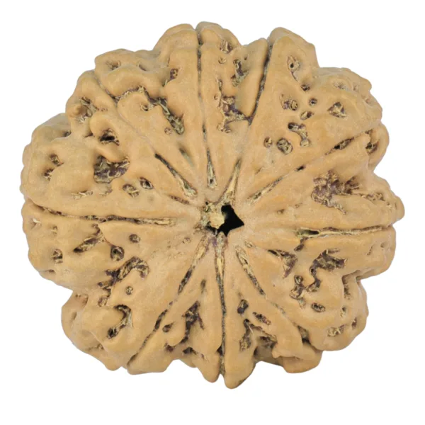 9 Mukhi Rudraksha 28.2mm 5.88gm - Rudraksha