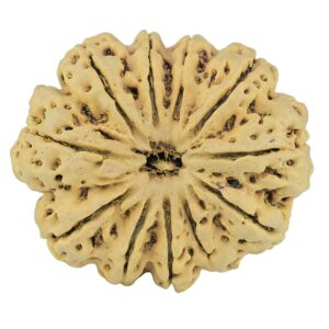 11 Mukhi Rudraksha 35mm 7.32gm - Rudraksha
