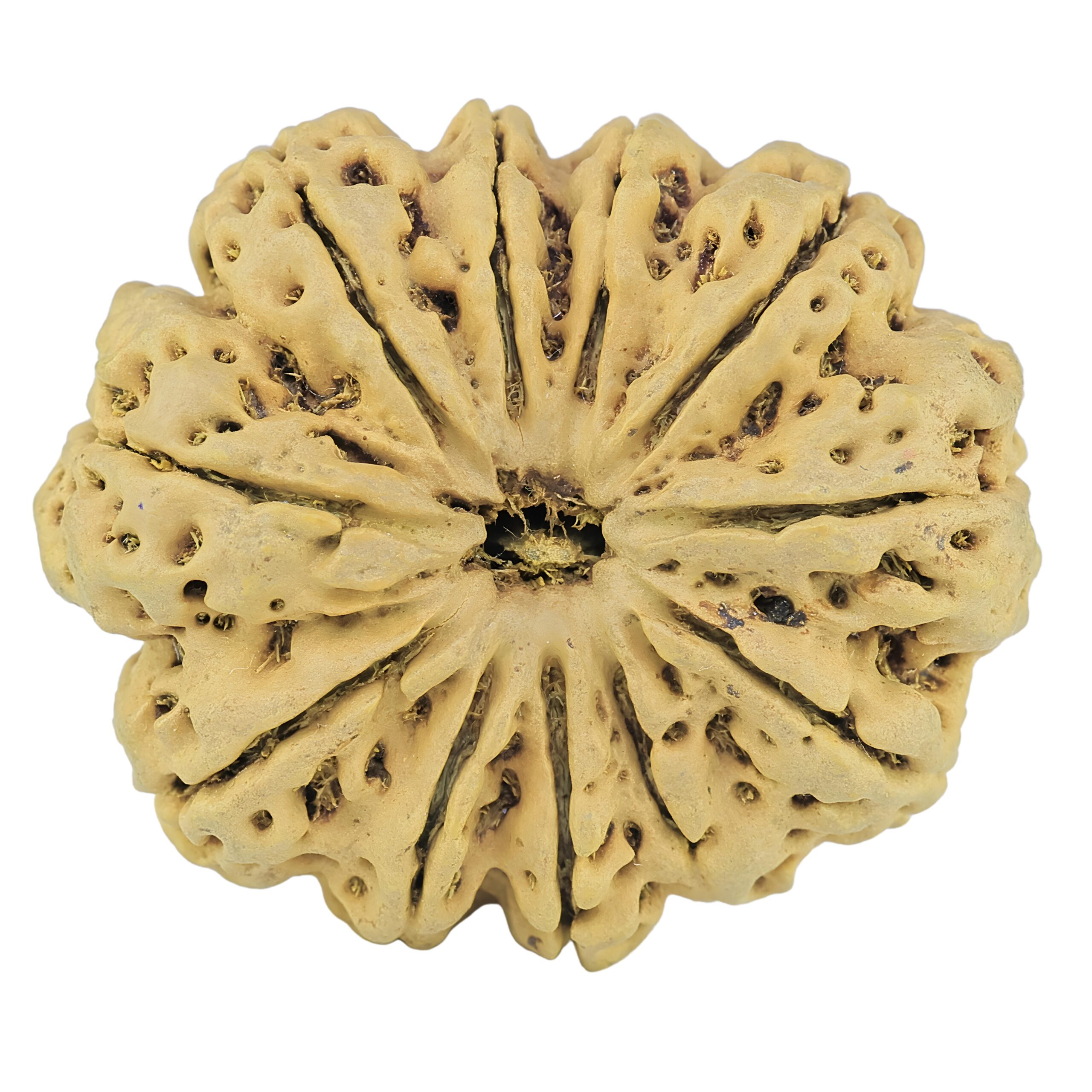 11 Mukhi Rudraksha 35mm 7.32gm - Rudraksha
