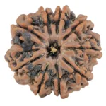 9 Mukhi Rudraksha 25.9mm 6.32gm - Rudraksha