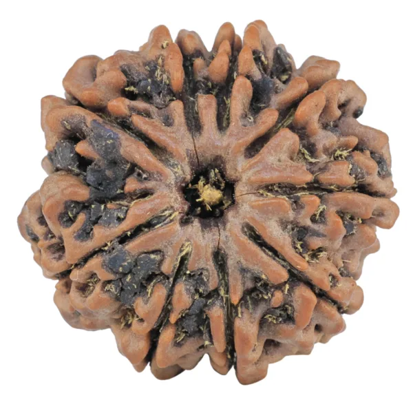9 Mukhi Rudraksha 25.9mm 6.32gm - Rudraksha