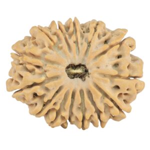 14 Mukhi Rudraksha 28.3mm 4.87gm - Rudraksha