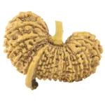 29 Mukhi Ganesh 38mm 6.61gm - Rudraksha