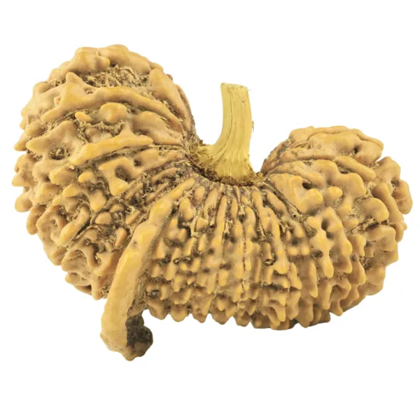 29 Mukhi Ganesh 38mm 6.61gm - Rudraksha