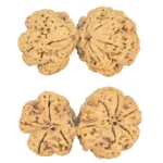 9 MK Gaurishankar 44.6mm 7.84gm - Rudraksha