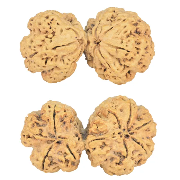 9 MK Gaurishankar 44.6mm 7.84gm - Rudraksha