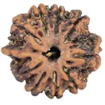 9 Mukhi Ganesh 26.5mm 4.44gm - Rudraksha