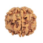 1MK(Underdeveloped) 23mm 4.06gm - Origin: Nepal - Rudraksha