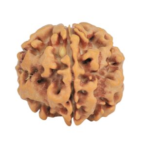 1MK(Underdeveloped) 23mm 4.06gm - Origin: Nepal - Rudraksha