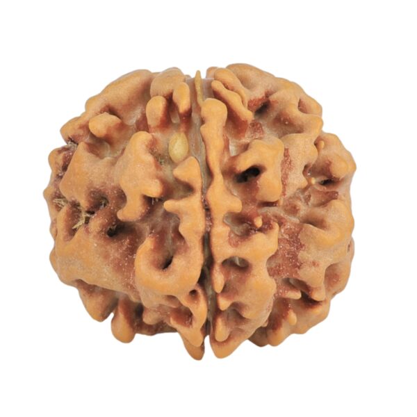 1MK(Underdeveloped) 23mm 4.06gm - Origin: Nepal - Rudraksha