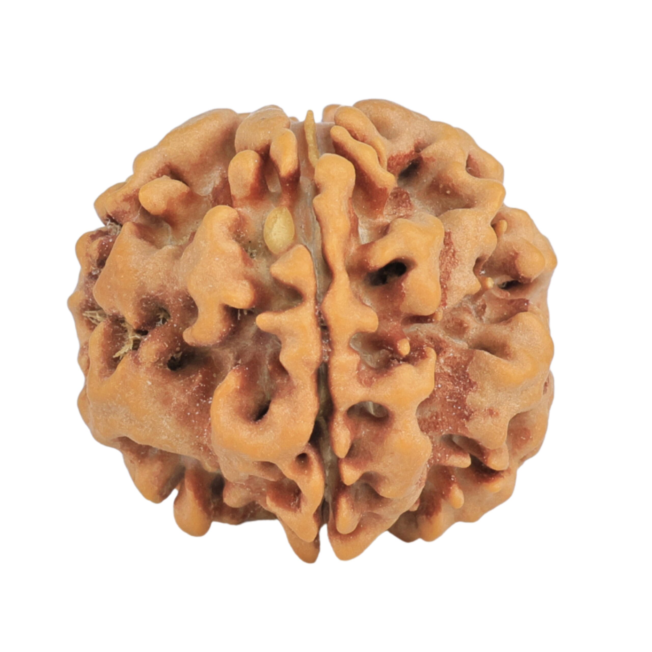 1MK(Underdeveloped) 23mm 4.06gm - Origin: Nepal - Rudraksha