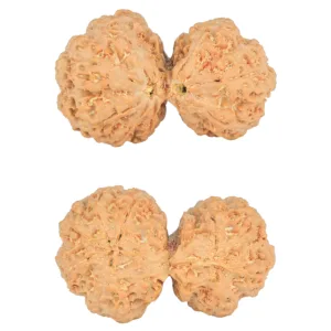 9 MK Gaurishankar 38.8mm 8.31gm - Rudraksha