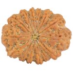 14 Mukhi Rudraksha 33.6mm 8.21gm - Rudraksha