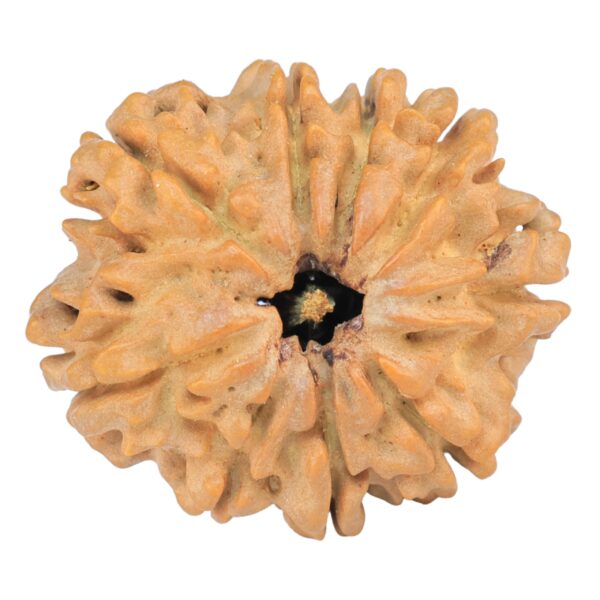 9 Mukhi Rudraksha 27.9mm 4.9gm - Rudraksha