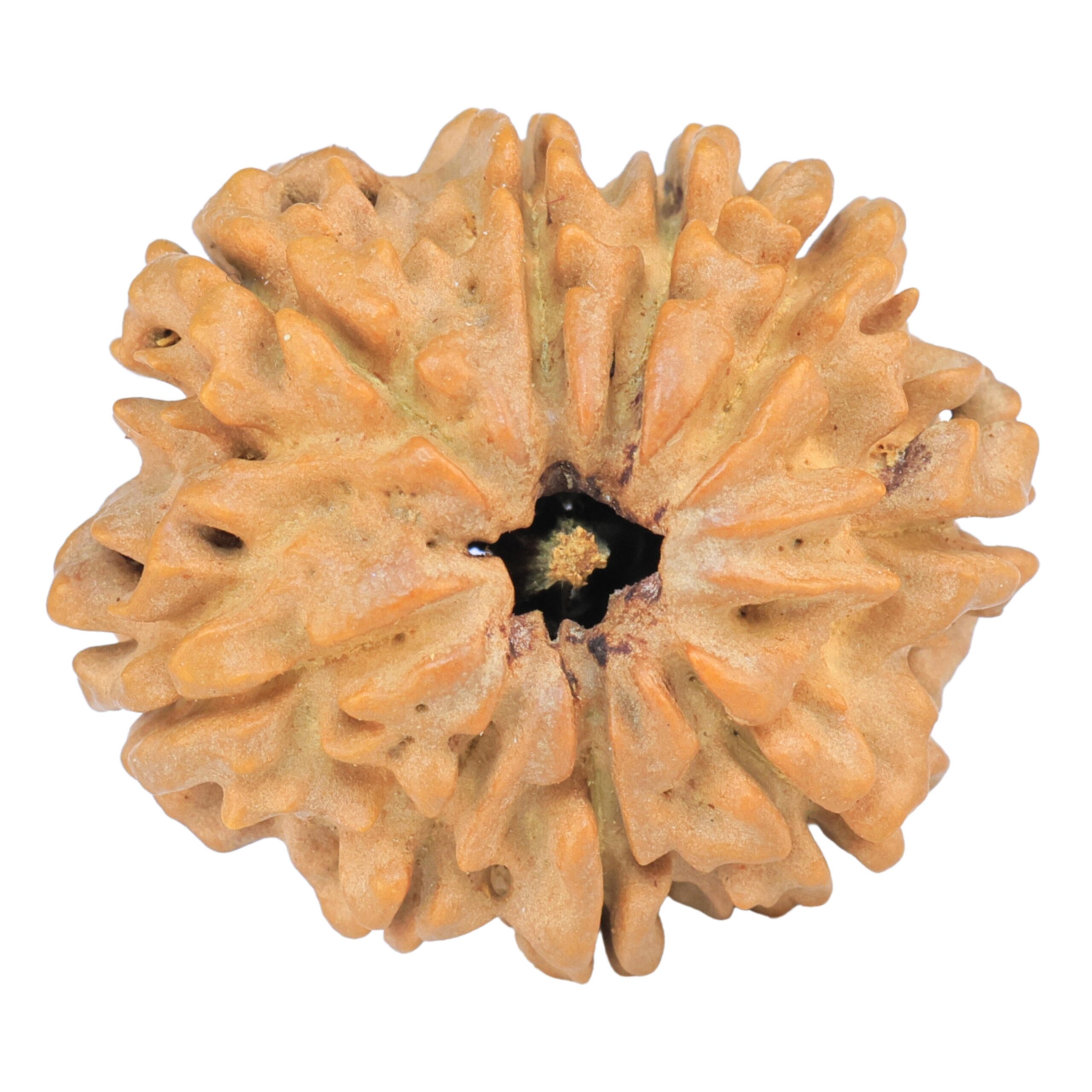 9 Mukhi Rudraksha 27.9mm 4.9gm - Rudraksha