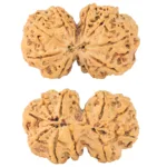 10 Mk Gaurishankar 38.7mm 8.52gm - Rudraksha