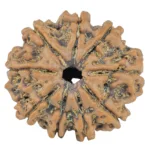 9 Mukhi Rudraksha 26.1mm 5.23gm - Rudraksha