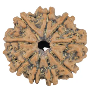 9 Mukhi Rudraksha 26.1mm 5.23gm - Rudraksha