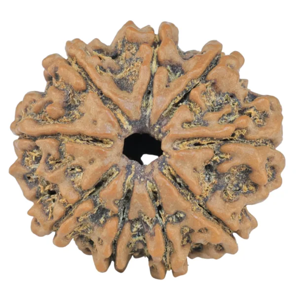9 Mukhi Rudraksha 26.1mm 5.23gm - Rudraksha