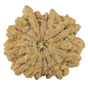 11 Mukhi Ganesh 23.4mm 3.78gm - Rudraksha