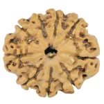 9 Mukhi Rudraksha 26mm 4.08gm - Rudraksha
