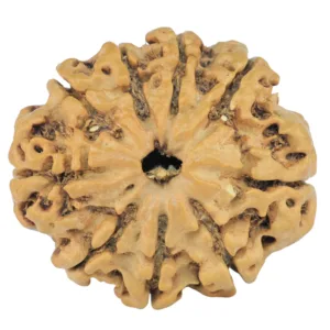 9 Mukhi Rudraksha 26mm 4.08gm - Rudraksha