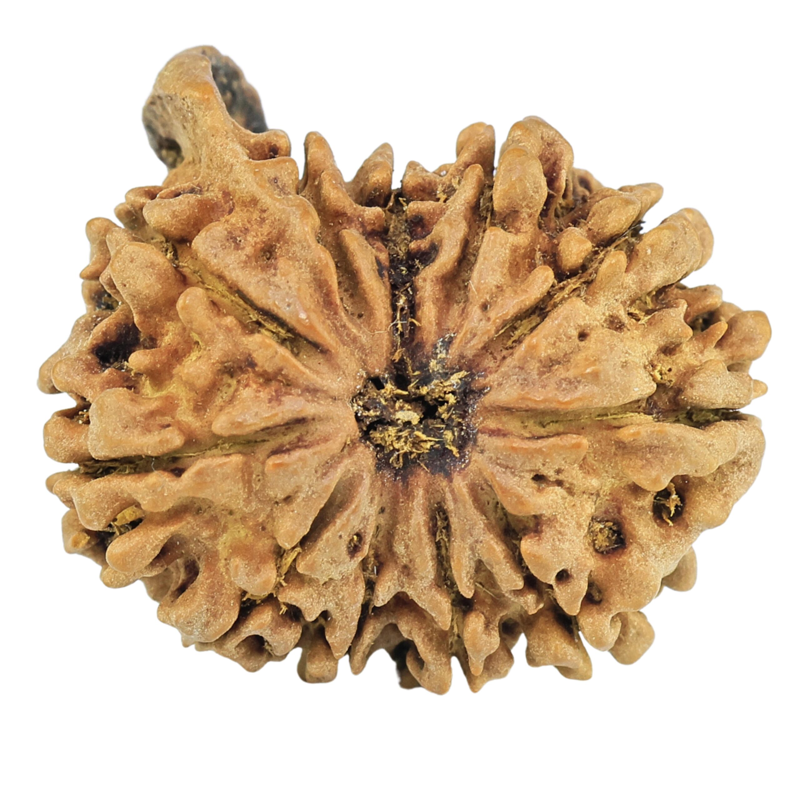 11 Mukhi Ganesh 22.3mm 2.37gm - Rudraksha