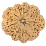 9 Mukhi Rudraksha 32.4mm 8.44gm - Rudraksha