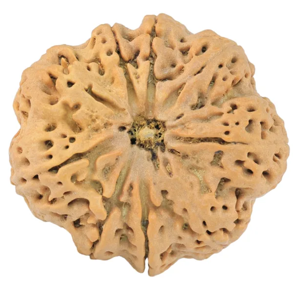 9 Mukhi Rudraksha 32.4mm 8.44gm - Rudraksha