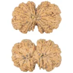 12 MK Gaurishankar 38mm 8.6gm - Rudraksha