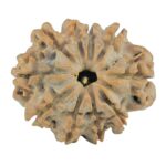 10 Mukhi Rudraksha 24.9mm 4.06gm - Rudraksha