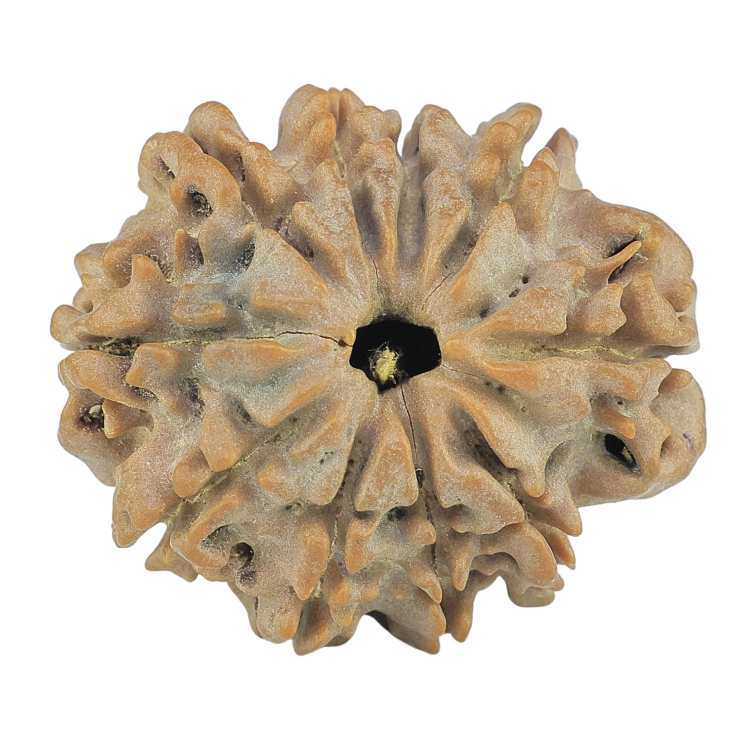 10 Mukhi Rudraksha 24.9mm 4.06gm - Rudraksha