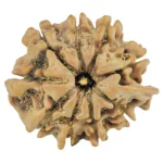 10 Mukhi Ganesh 20.7mm 2.21gm - Rudraksha