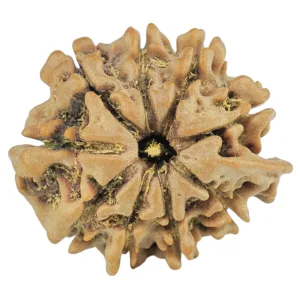 10 Mukhi Ganesh 20.7mm 2.21gm - Rudraksha