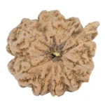 9 Mukhi Ganesh 23.4mm 4gm - Rudraksha