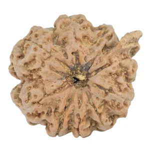 9 Mukhi Ganesh 23.4mm 4gm - Rudraksha