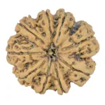 9 Mukhi Rudraksha 28.5mm 5.54gm - Rudraksha